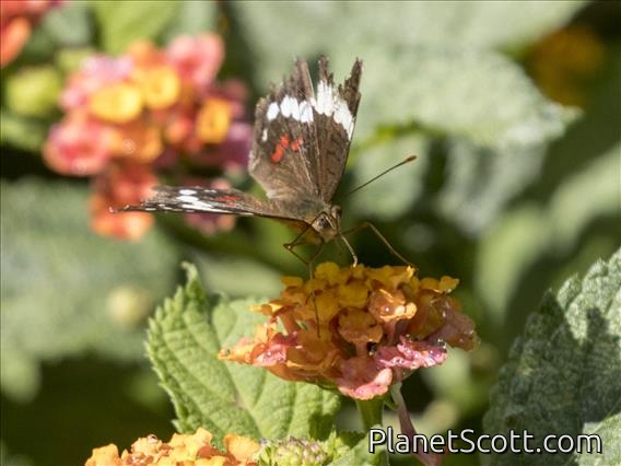 Banded Peacock (Anartia fatima)