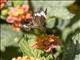 Banded Peacock (Anartia fatima)