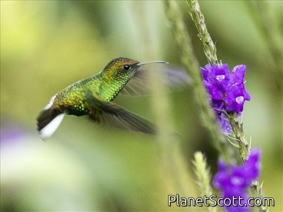 Coppery-headed Emerald (Microchera cupreiceps)