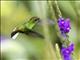 Coppery-headed Emerald (Microchera cupreiceps)