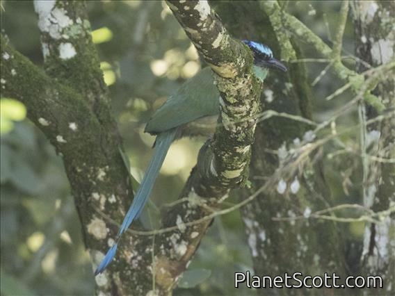 Lessen's Motmot (Momotus lessonii)