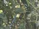 Lessens Motmot (Momotus lessonii)