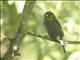 Prong-billed Barbet (Semnornis frantzii)