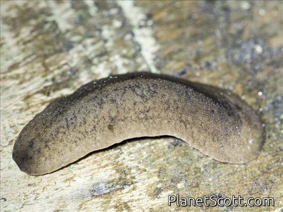 Tan Leatherleaf Slug (Leidyula moreleti)