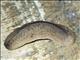 Tan Leatherleaf Slug (Leidyula moreleti)
