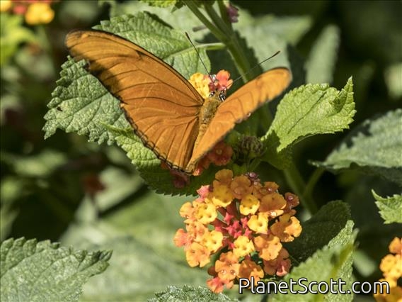 Julia Heliconian (Dryas iulia)