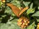 Julia Heliconian (Dryas iulia)