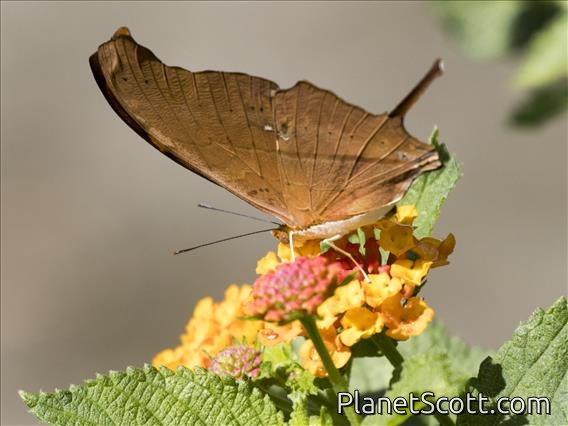 Ruddy Daggerwing (Marpesia petreus)