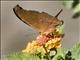 Ruddy Daggerwing (Marpesia petreus)