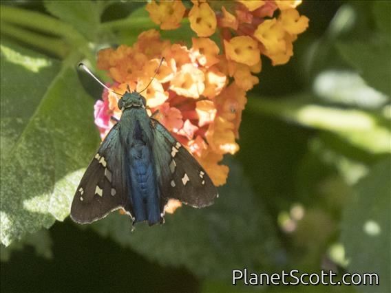 Long-tailed Skipper (Urbanus proteus)