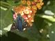 Long-tailed Skipper (Urbanus proteus)