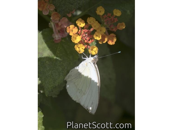 Green-eyed White (Leptophobia aripa)