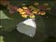 Green-eyed White (Leptophobia aripa)