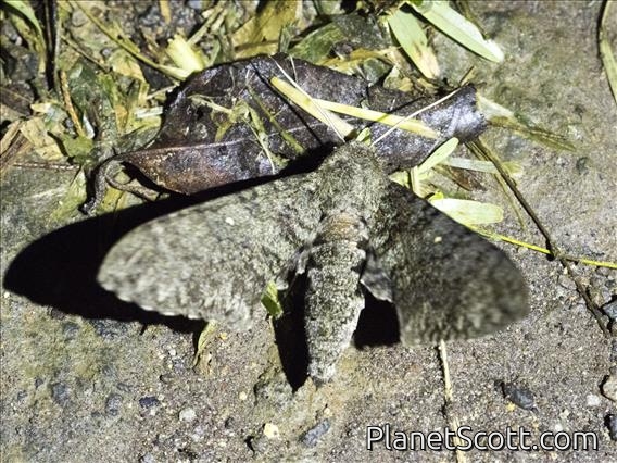 Muscosa Sphinx Moth (Manduca muscosa)