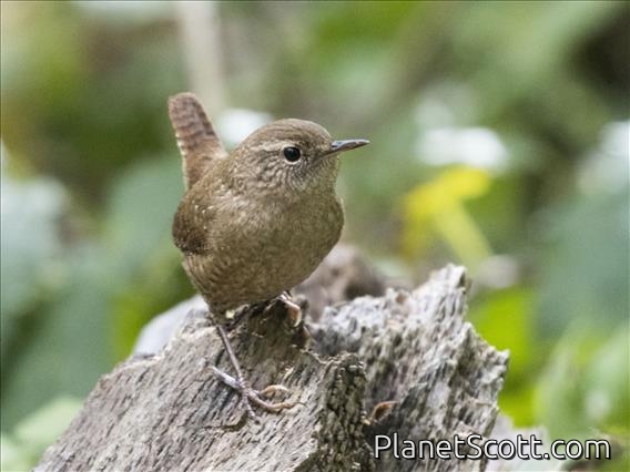 Winter Wren (Troglodytes hiemalis)