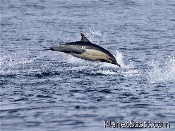 Common Dolphin (Delphinus delphis)