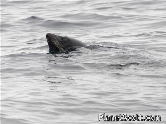 Guadalupe Fur Seal (Arctocephalus townsendi)