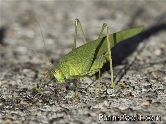 Mediterranean Katydid (Phaneroptera nana)