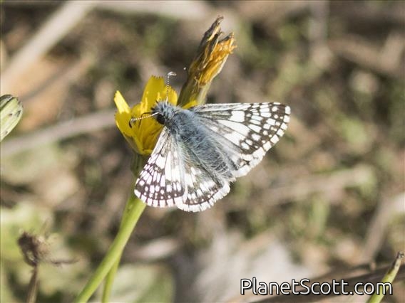 Common Checkered-Skipper (Burnsius communis)