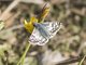 Common Checkered-Skipper (Burnsius communis)
