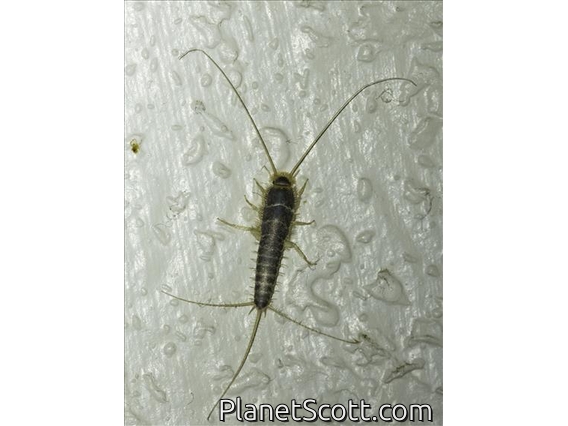 Long-tailed Silverfish (Ctenolepisma longicaudatum)