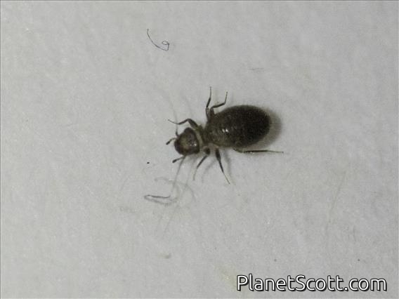 Reticulate-winged Booklouse (Lepinotus reticulatus)