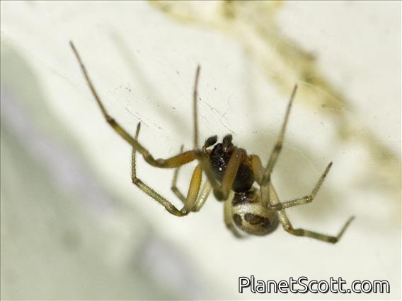 Noble False Widow (Steatoda nobilis)