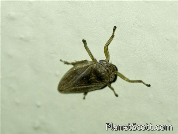 Spittlebug (Philaenus sp)