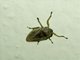 Spittlebug (Philaenus sp)