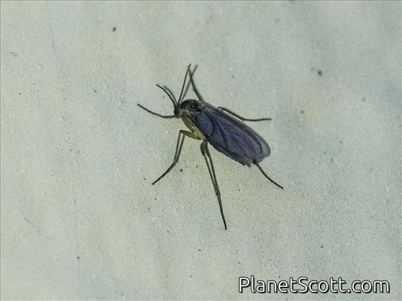 Fungus Gnat (Sciaridae sp)