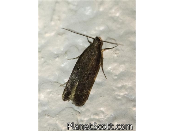 Brown House Moth (Hofmannophila pseudospretella)