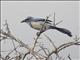 Florida Scrub Jay (Aphelocoma coerulescens)
