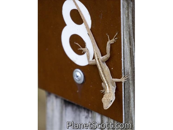 Brown Anole (Anolis sagrei)