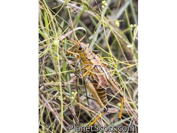 Eastern Lubber Grasshopper (Romalea microptera)