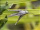 Mischievous Bird Grasshopper (Schistocerca damnifica)