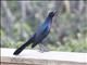 Boat-tailed Grackle (Quiscalus major)