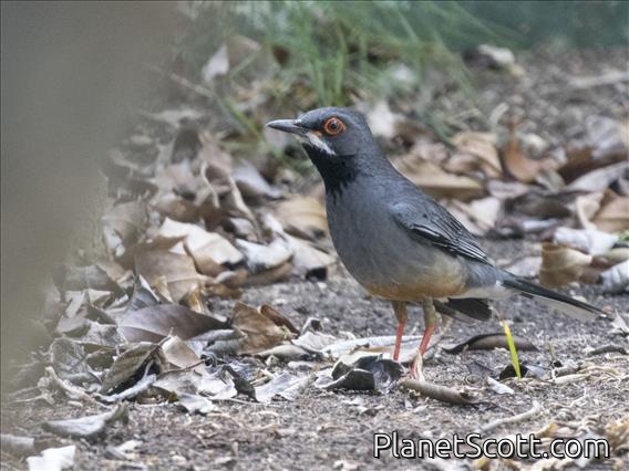 Red-legged Thrush (Turdus plumbeus)