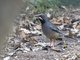 Western Red-legged Thrush (Turdus plumbeus)