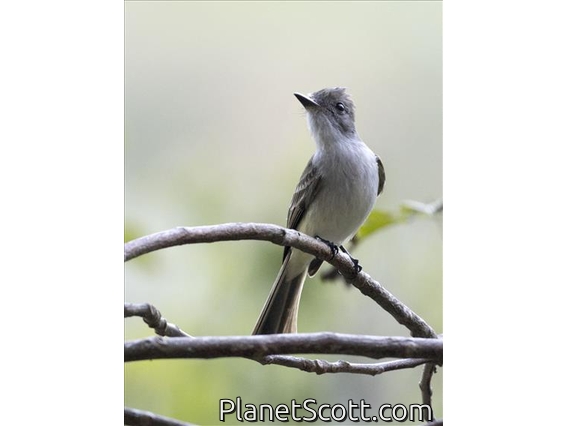 La Sagra's Flycatcher (Myiarchus sagrae)