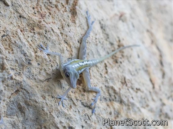 West Cuban Anole (Anolis bartschi)
