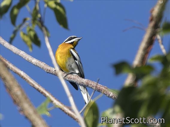 Western Spindalis (Spindalis zena)