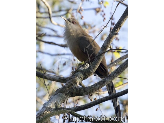 Great Lizard-Cuckoo (Coccyzus merlini)