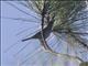 Olive-capped Warbler (Setophaga pityophila)