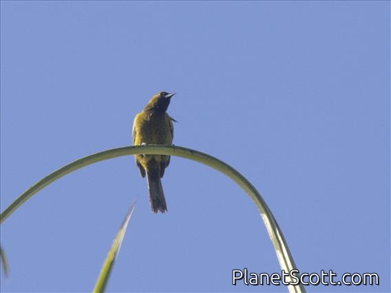 Cuban Oriole (Icterus melanopsis)