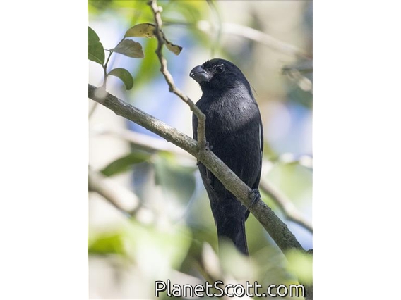 Cuban Bullfinch (Melopyrrha nigra)