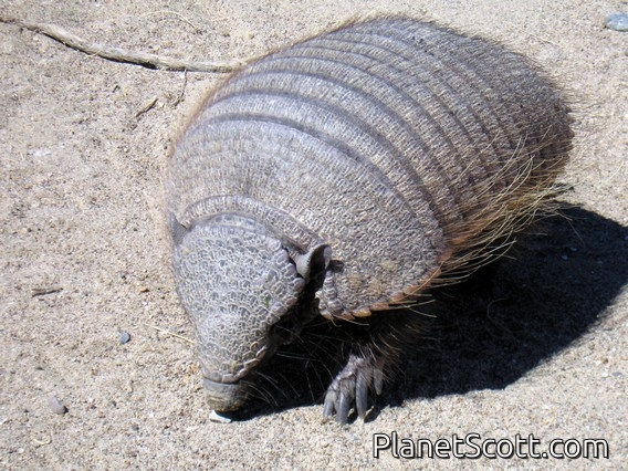 Large Hairy Armadillo, Chaetophractus villosus
