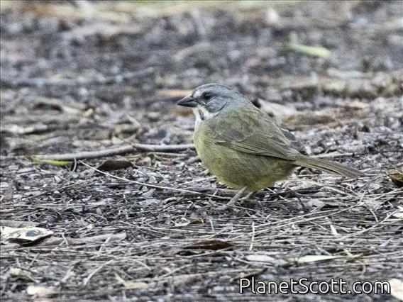 Zapata Sparrow (Torreornis inexpectata)