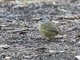 Zapata Sparrow (Torreornis inexpectata)