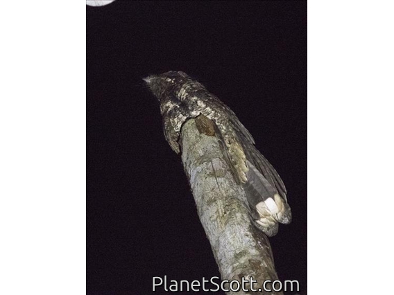 Cuban Nightjar (Antrostomus cubanensis)