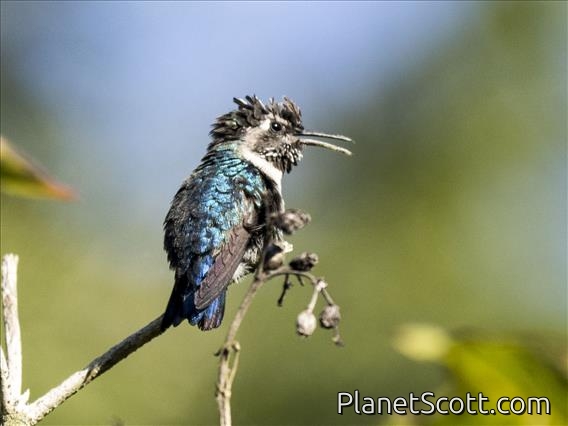 Bee Hummingbird (Mellisuga helenae)